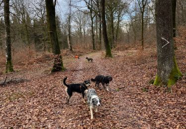 Trail Walking Meix-devant-Virton - Meix-devant-Virton - Photo