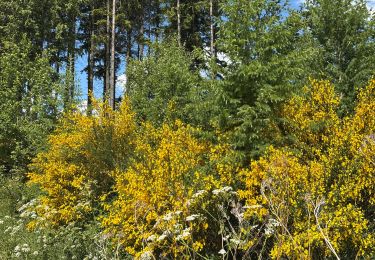 Tour Wandern Rendeux - Hodister - Photo