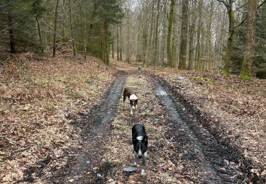 Trail Walking Neufchâteau - Granvoir - Photo