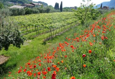 Tocht Te voet Garda - Garda - Beati - Pignoi (Itinerario C) - Photo