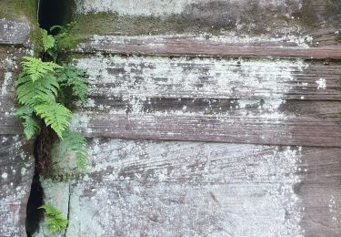 Tocht Stappen Roppeviller - Roppewiler Rochers altschlossfelsen et Diane - Photo