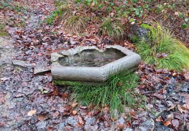 Trail Walking Spa - spa . spaloumont . chawion . frahinfa . spaloumont . spa - Photo