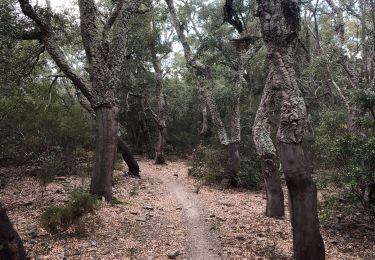 Tour Wandern Rodès - 20220217 au départ de Rodes - Photo