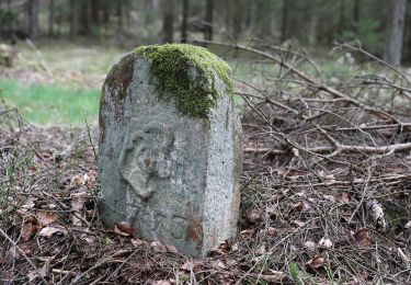 Randonnée A pied Mitwitz - Bächleiner Weg - Photo