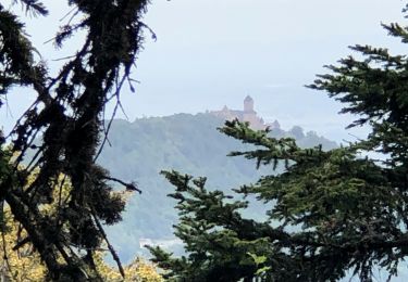 Trail Walking Thannenkirch - Thannenkirch-Taennchel-Melkerhof - Photo