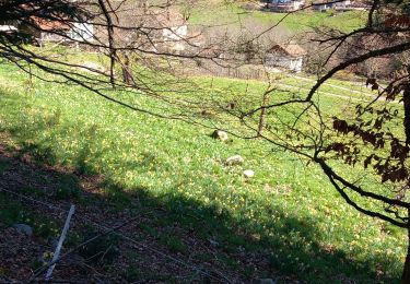 Trail Walking Sapois - sapois jonquilles - Photo