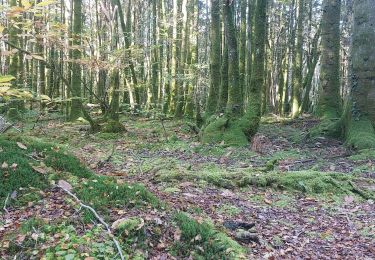 Trail Walking Inzinzac-Lochrist - PR_56_Inzinzac-Lochrist_BA_02_Tremelin-Et-Ty-Mat_Circuit1b_20241030 - Photo