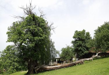 Tocht Te voet Gamlitz - Steinbach - Südsteir. Weinstraße - Eckberg - Photo