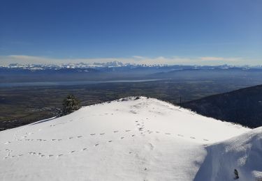 Trail Snowshoes Gex - La Faucille_Montrond 11km 20200220 - Photo