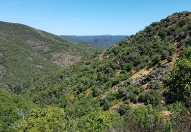 Tocht Stappen Les Plantiers - coeur des cevennes - Photo