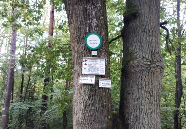 Tour Wandern Offweiler - Offwiller - Photo