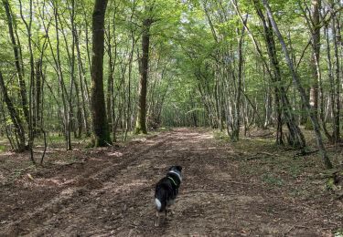 Tour Wandern Toulon-sur-Arroux - RANDO_La_Croix_Des_Autrichiens - Photo