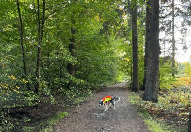 Trail Walking Libramont-Chevigny - Libramont Bois de Bernihé parcours BD - Photo