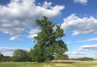 Randonnée A pied Rietschen - Rěčicy - Wanderweg Rietschener Teichgebiet - Photo