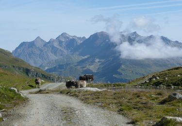 Randonnée A pied Surses - Juf - Pass da Sett - Photo