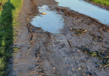 Tocht Stappen Camphin-en-Carembault - camphin - Photo