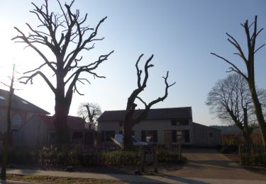 Randonnée A pied Lommel - Heuvelse Heide Oranje bol - Photo