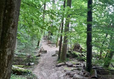 Tocht Stappen Echternach - mullerthal rando E1 . echternach . berdorf . echtrnach . via gorge du loup - Photo