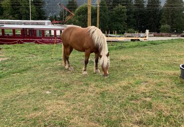 Trail Walking Saint-Gervais-les-Bains - Col de bizarre 04-09-2022 - Photo