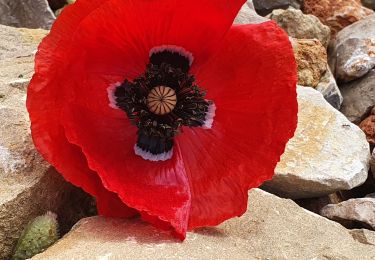 Percorso Marcia Sanary-sur-Mer - Le gros cerveau bandol - Photo