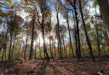 Tocht Stappen Fontainebleau - Butte de Franchard 17 novembre 2023 - Photo