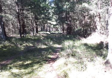 Excursión Senderismo Araules - le sentier de Bonas - Photo