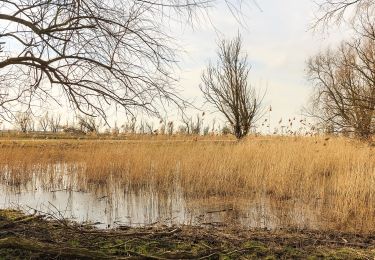 Randonnée A pied Lelystad - Moeraspad - Photo