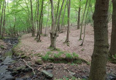 Randonnée Marche Seraing - Dans les bois de Seraing - Photo