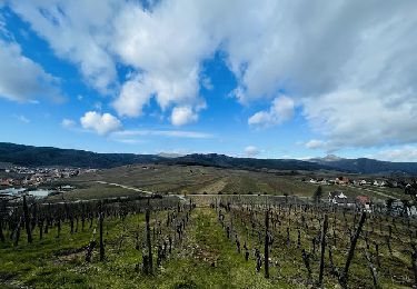 Tocht Stappen Zellenberg - Le village de Zellenberg en France - Photo