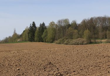 Tour Zu Fuß Červená Řečice - [Ž] Červená Řečice - Na vyhlídce - Photo