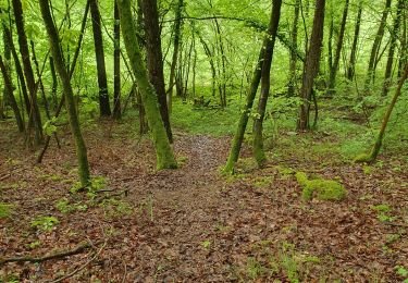 Randonnée Marche Laines-aux-Bois - grande vallée (dure) 7.5km réel - Photo