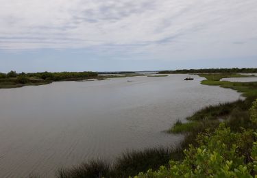 Randonnée Marche Audenge - Grande boucle du domaine de Certes-Graveyron - Photo