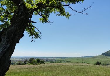 Trail Mountain bike Rouffach - Rouffach - Guebwiller - Photo