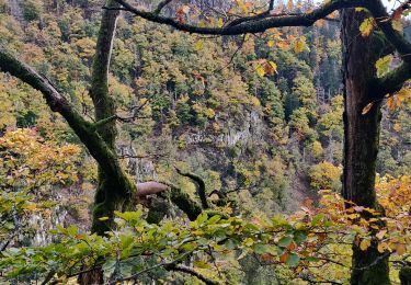 Tour Wandern Oberhaslach - 2022-11-20 Marche Gensbourg Nideck - Photo