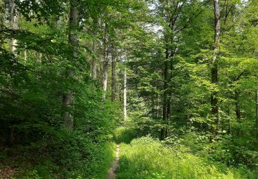 Tocht Stappen Esneux - Esneux - Photo