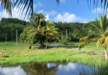 Tocht Stappen Sainte-Anne - La boucle  - Photo