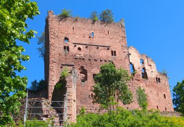 Trail Walking Ottrott - Le circuit des 5 châteaux - Photo