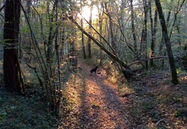 Trail Walking Sainte-Foy-de-Belvès - Doissat 17,5km - Photo