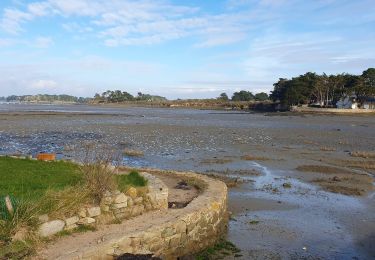 Trail Walking Arzon - Arzon - Balade du renard - Photo