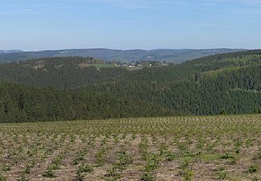 Excursión A pie Bad Berleburg - westlicher Rothaarsteig-Zuweg Aue-Wingeshausen - Photo