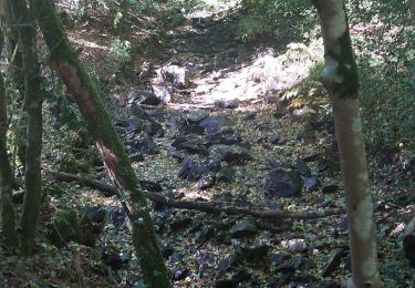 Trail Walking Plélan-le-Grand - GR_37_CD_38_Plelan-Le-Grand_Paimpont_20220822 - Photo