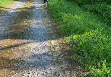Trail Walking Chimay - Vouloir - Photo