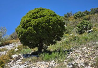 Trail Walking Sanary-sur-Mer - le gros cerveau - Photo