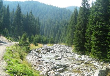 Excursión A pie Desconocido - Creasta - Obârșia Lotrului - Photo