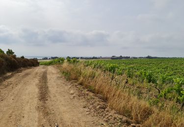 Tocht Stappen Aléria - Aleria  La tour de Diane - Photo