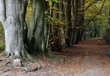 Excursión Senderismo Profondeville - Les Bois de Lustin  - Photo