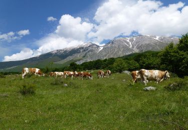 Tocht Te voet Pacentro - Passo San Leonardo - Roccacaramanico - Photo