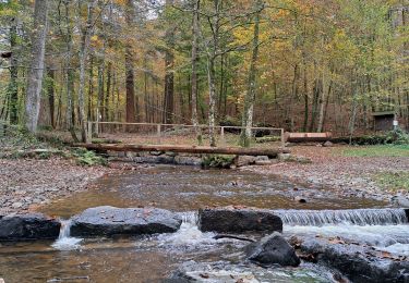 Trail Walking Saint-Hubert -  Boucle Fourneau Saint-Michel - Photo