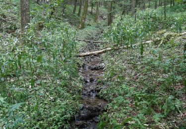 Excursión A pie Schmallenberg - Kleins Wiese Rundwanderweg A3 - Photo