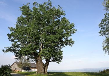 Excursión A pie Bad Schwanberg - Wanderweg 34 - Photo